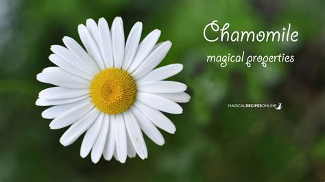 Chamomile magical properties